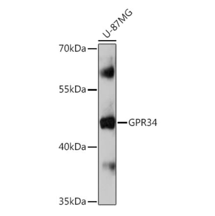 Western Blot - Anti-GPCR GPR34 Antibody (A309267) - Antibodies.com