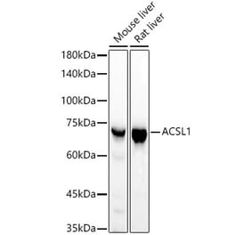 Western Blot - Anti-ACSL1 Antibody [ARC54226] (A309271) - Antibodies.com