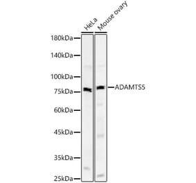 Western Blot - Anti-ADAMTS5 Antibody [ARC59326] (A309273) - Antibodies.com