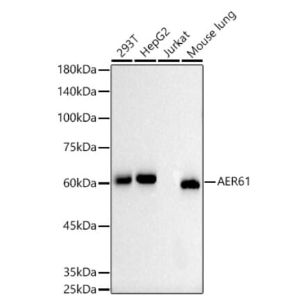 Western Blot - Anti-AER61 Antibody [ARC2976] (A309276) - Antibodies.com