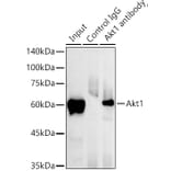 Western Blot - Anti-AKT1 Antibody [ARC51585] (A309277) - Antibodies.com