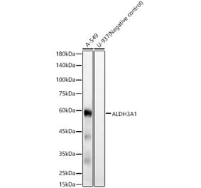 Western Blot - Anti-ALDH3A1 Antibody [ARC59081] (A309278) - Antibodies.com