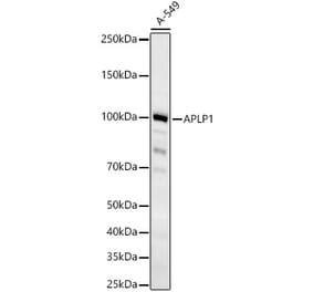 Western Blot - Anti-APLP1 Antibody [ARC60846] (A309280) - Antibodies.com
