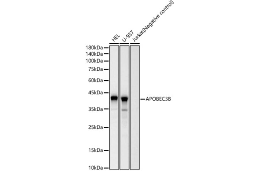Western Blot - Anti-APOBEC3B Antibody [ARC60133] (A309281) - Antibodies.com