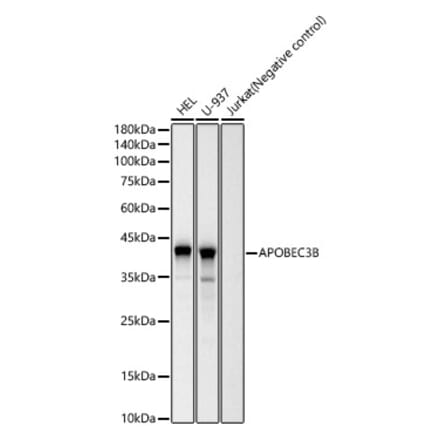 Western Blot - Anti-APOBEC3B Antibody [ARC60133] (A309281) - Antibodies.com