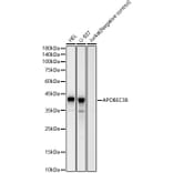 Western Blot - Anti-APOBEC3B Antibody [ARC60133] (A309281) - Antibodies.com