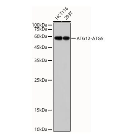 Western Blot - Anti-ATG12 Antibody [ARC2663] (A309284) - Antibodies.com