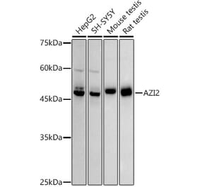 Western Blot - Anti-AZI2 Antibody [ARC2987] (A309286) - Antibodies.com