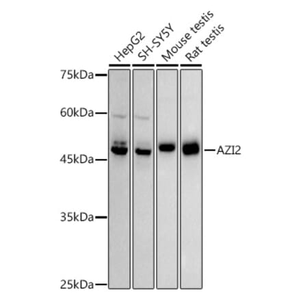 Western Blot - Anti-AZI2 Antibody [ARC2987] (A309286) - Antibodies.com