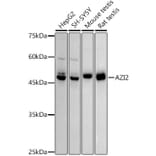 Western Blot - Anti-AZI2 Antibody [ARC2987] (A309286) - Antibodies.com
