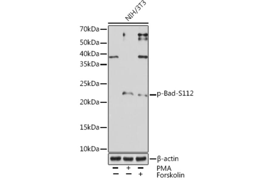 Western Blot - Anti-Bad (phospho Ser112) Antibody [ARC1555] (A309287) - Antibodies.com