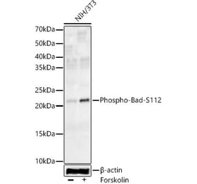 Western Blot - Anti-Bad (phospho Ser112) Antibody [ARC57988] (A309288) - Antibodies.com