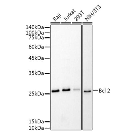 Western Blot - Anti-Bcl-2 Antibody [AMC0441] (A309289) - Antibodies.com