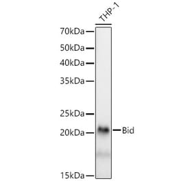 Western Blot - Anti-Bid Antibody [ARC59702] (A309291) - Antibodies.com