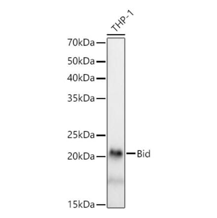 Western Blot - Anti-Bid Antibody [ARC59702] (A309291) - Antibodies.com