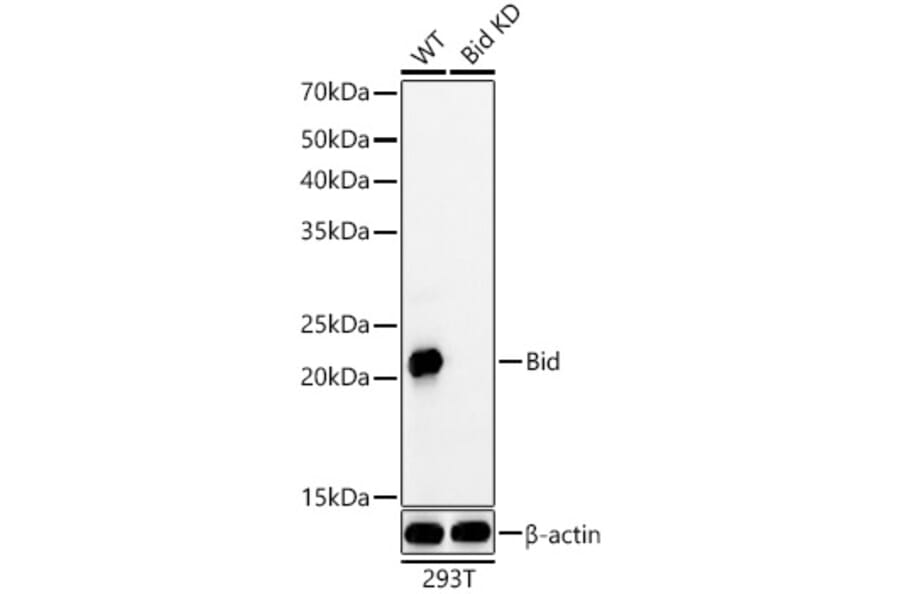 Western Blot - Anti-Bid Antibody [ARC59702] (A309291) - Antibodies.com