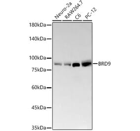Western Blot - Anti-BRD9 Antibody [ARC58081] (A309293) - Antibodies.com