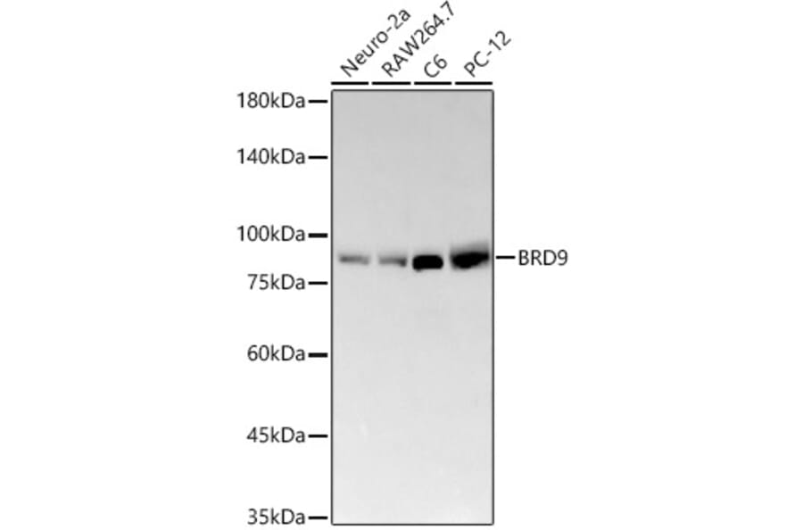 Western Blot - Anti-BRD9 Antibody [ARC58081] (A309293) - Antibodies.com