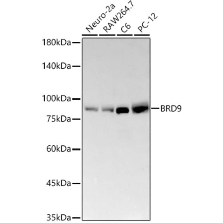 Western Blot - Anti-BRD9 Antibody [ARC58081] (A309293) - Antibodies.com