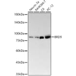 Western Blot - Anti-BRD9 Antibody [ARC58081] (A309293) - Antibodies.com