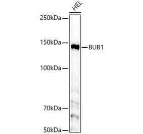 Western Blot - Anti-Bub1 Antibody [ARC59688] (A309294) - Antibodies.com