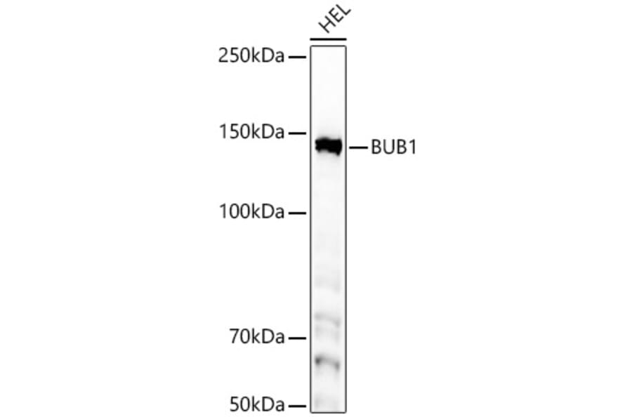Western Blot - Anti-Bub1 Antibody [ARC59688] (A309294) - Antibodies.com