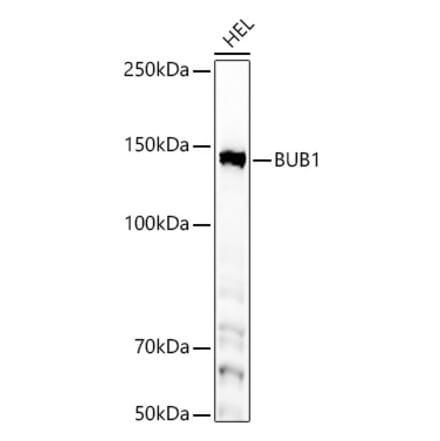 Western Blot - Anti-Bub1 Antibody [ARC59688] (A309294) - Antibodies.com