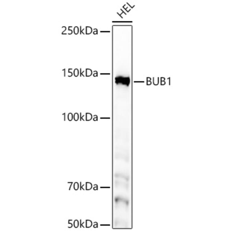 Western Blot - Anti-Bub1 Antibody [ARC59688] (A309294) - Antibodies.com