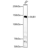 Western Blot - Anti-Bub1 Antibody [ARC59688] (A309294) - Antibodies.com