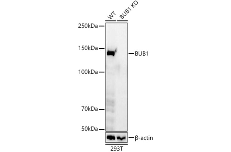 Western Blot - Anti-Bub1 Antibody [ARC59688] (A309294) - Antibodies.com