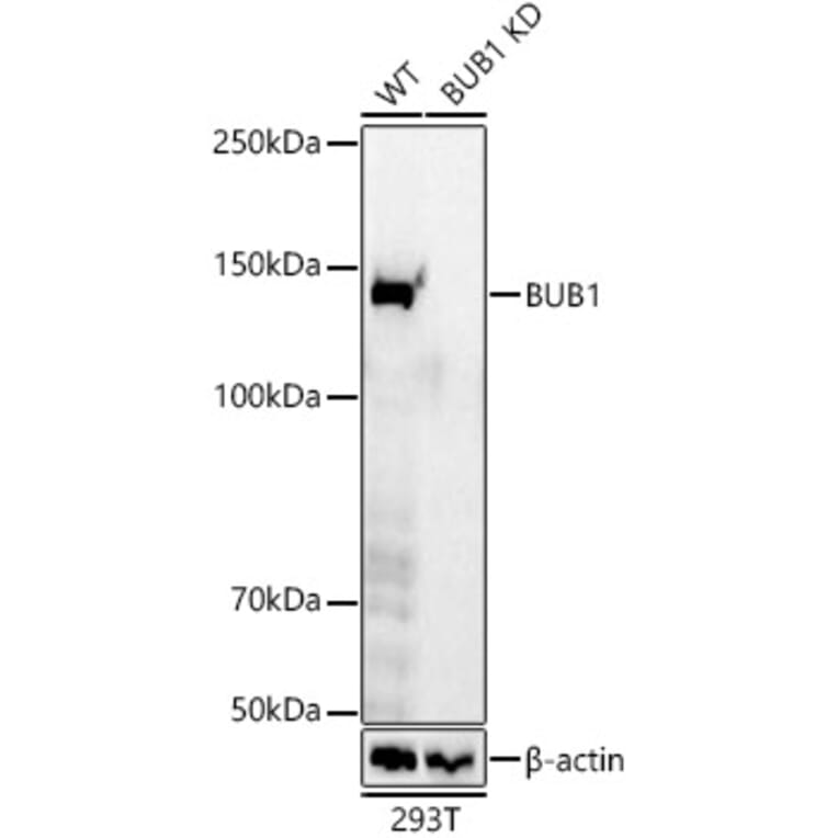 Western Blot - Anti-Bub1 Antibody [ARC59688] (A309294) - Antibodies.com