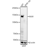Western Blot - Anti-Bub1 Antibody [ARC59688] (A309294) - Antibodies.com