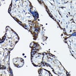 Immunohistochemistry - Anti-Calreticulin Antibody (A309296) - Antibodies.com