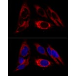 Immunofluorescence - Anti-Calreticulin Antibody (A309296) - Antibodies.com