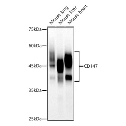 Western Blot - Anti-CD147 Antibody [ARC3054] (A309301) - Antibodies.com