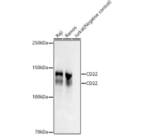 Western Blot - Anti-CD22 Antibody [ARC59246] (A309305) - Antibodies.com