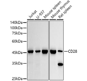 Western Blot - Anti-CD28 Antibody [ARC5082-01] (A309309) - Antibodies.com