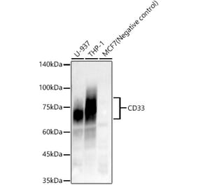 Western Blot - Anti-CD33 Antibody [ARC57811] (A309311) - Antibodies.com