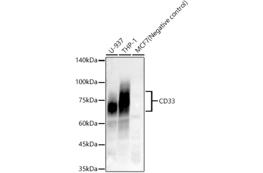Western Blot - Anti-CD33 Antibody [ARC57811] (A309311) - Antibodies.com