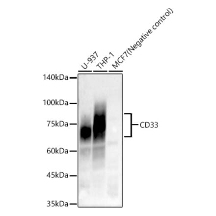 Western Blot - Anti-CD33 Antibody [ARC57811] (A309311) - Antibodies.com