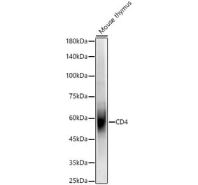 Western Blot - Anti-CD4 Antibody (A309315) - Antibodies.com