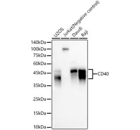Western Blot - Anti-CD40 Antibody (A309316) - Antibodies.com