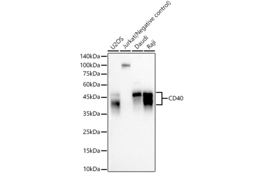 Western Blot - Anti-CD40 Antibody [ARC57627] (A309316) - Antibodies.com