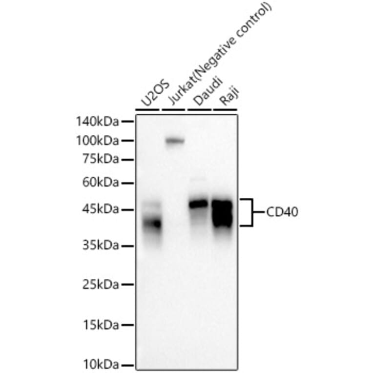 Western Blot - Anti-CD40 Antibody [ARC57627] (A309316) - Antibodies.com