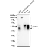 Western Blot - Anti-CD40 Antibody [ARC57627] (A309316) - Antibodies.com