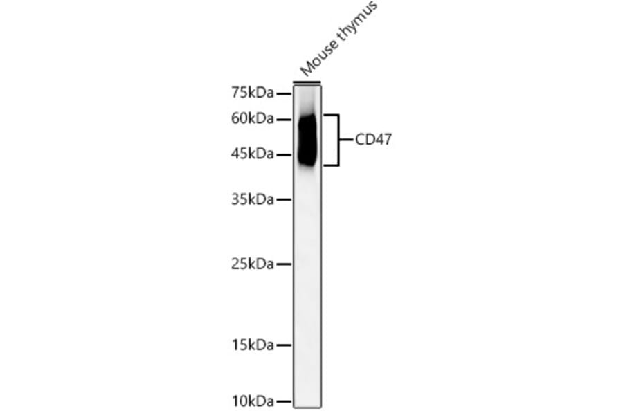 Western Blot - Anti-CD47 Antibody (A309319) - Antibodies.com