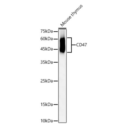 Western Blot - Anti-CD47 Antibody (A309319) - Antibodies.com