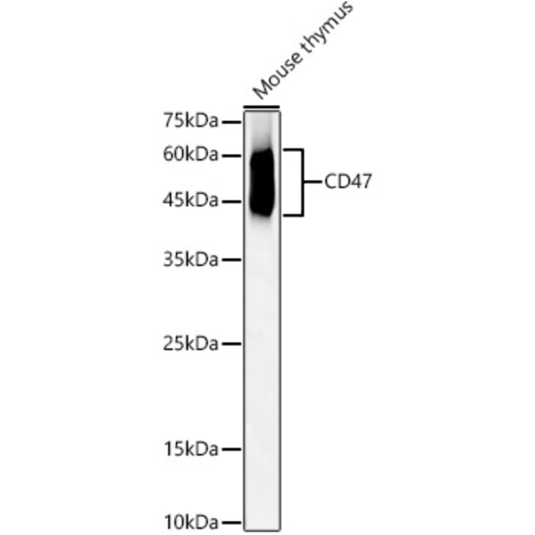 Western Blot - Anti-CD47 Antibody (A309319) - Antibodies.com