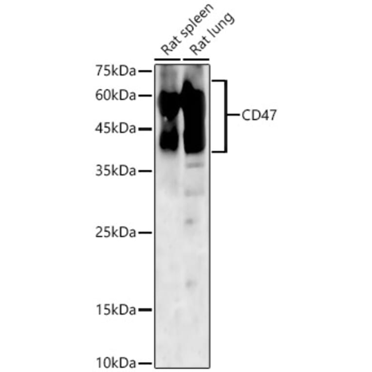 Western Blot - Anti-CD47 Antibody (A309319) - Antibodies.com