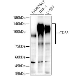 Western Blot - Anti-CD68 Antibody [ARC51152] (A309323) - Antibodies.com